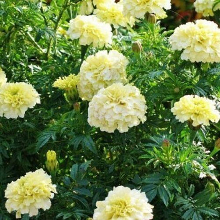 25 White Marigold Seeds - Seed World