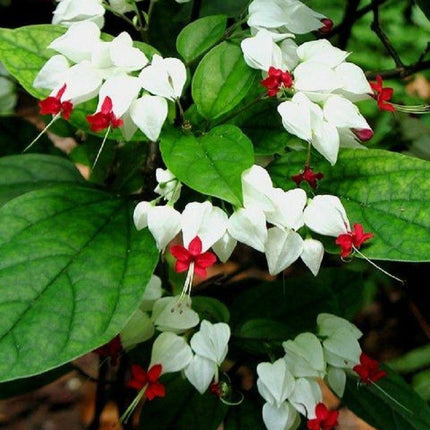 25 White Red Bleeding Heart Seeds - Seed World