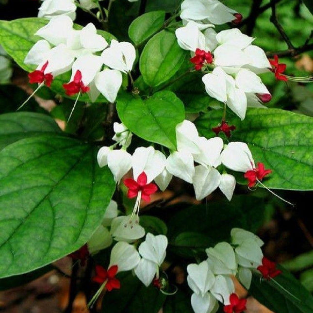 25 White Red Bleeding Heart Seeds - Seed World