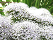 25 White Throatwort Seeds - Seed World
