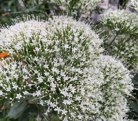 25 White Throatwort Seeds - Seed World