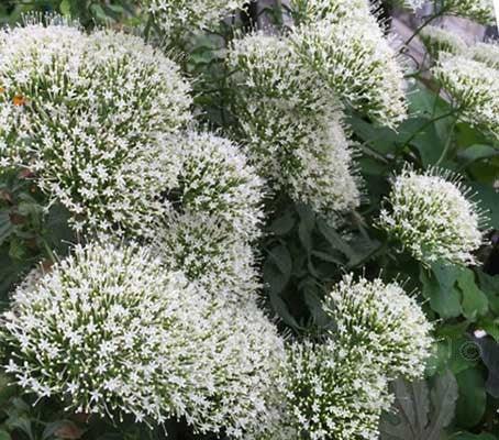 25 White Throatwort Seeds - Seed World