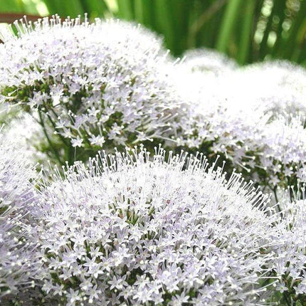 25 White Throatwort Seeds - Seed World