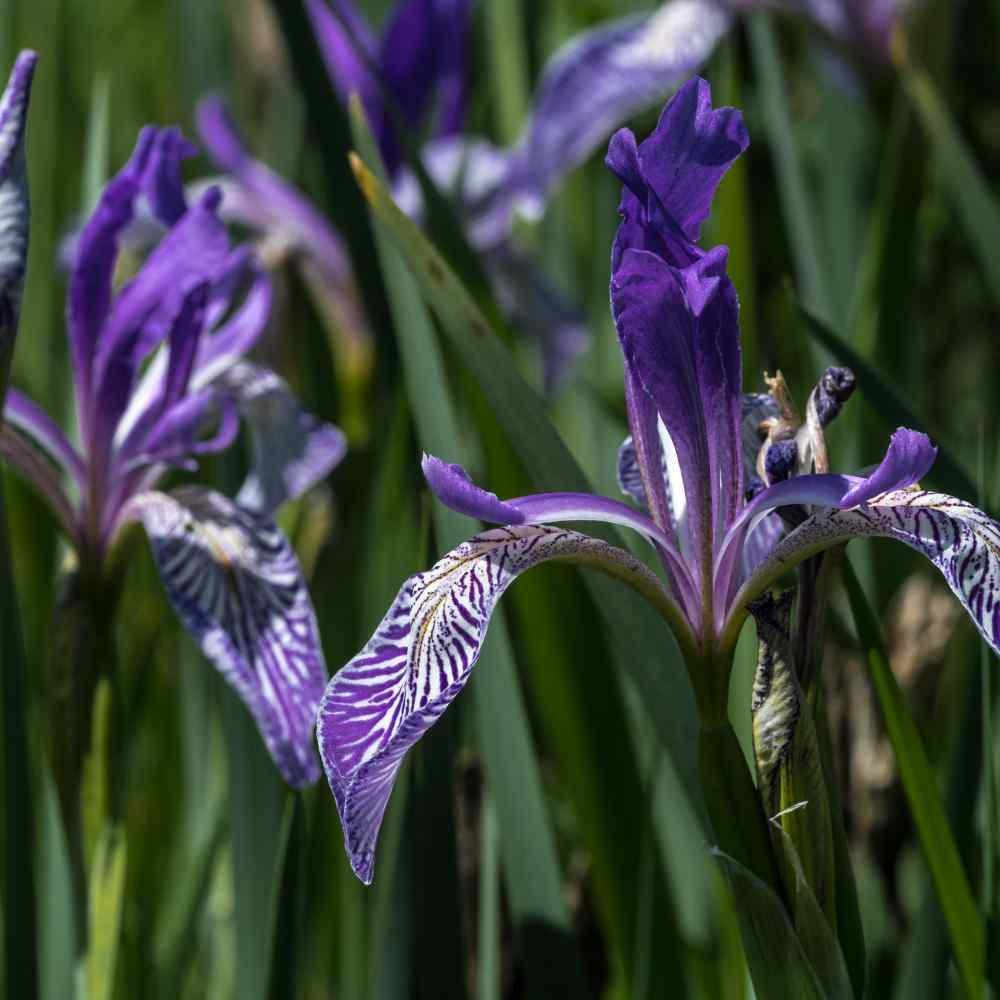 Wild Blue Iris Seeds