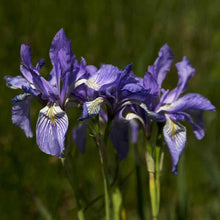 25 Wild Blue Iris Seeds - Seed World