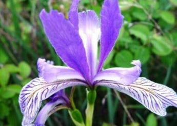 25 Wild Blue Iris Seeds - Seed World