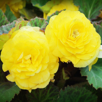 25 Yellow Begonia Seeds - Seed World