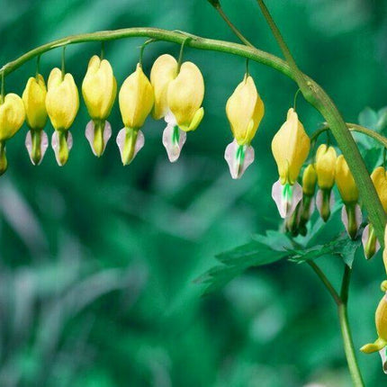25 Yellow Bleeding Heart Seeds - Seed World