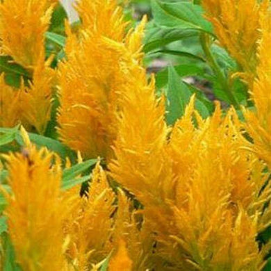 25 Yellow Celosia Plumosa Seeds - Seed World