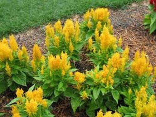 25 Yellow Celosia Plumosa Seeds - Seed World
