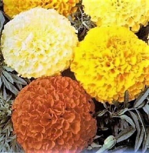 250 African Marigold Crackerjack Mixed Seeds - Seed World