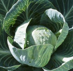 250 All Seasons Cabbage Seeds - Seed World