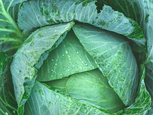 250 All Seasons Cabbage Seeds - Seed World