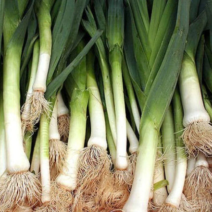 250 American Flag Leek Seeds - Seed World