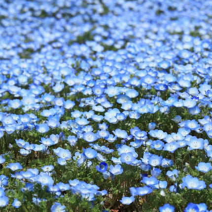 250 Baby Blue Eyes Seeds (Nemophila Menziesii) - Seed World