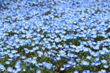 250 Baby Blue Eyes Seeds (Nemophila Menziesii) - Seed World