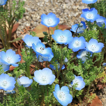 250 Baby Blue Eyes Seeds (Nemophila Menziesii) - Seed World