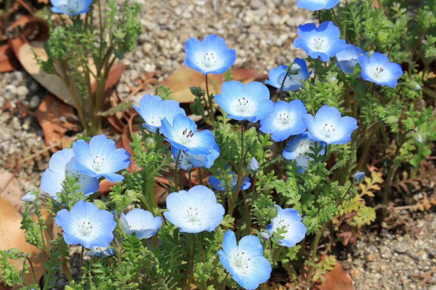 250 Baby Blue Eyes Seeds (Nemophila Menziesii) - Seed World