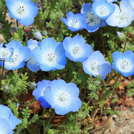 250 Baby Blue Eyes Seeds (Nemophila Menziesii) - Seed World