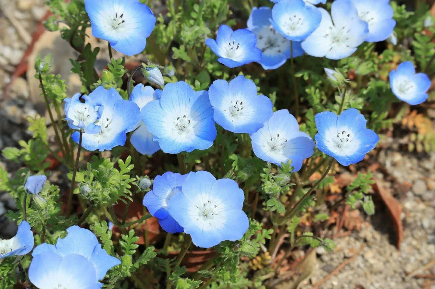 250 Baby Blue Eyes Seeds (Nemophila Menziesii) - Seed World