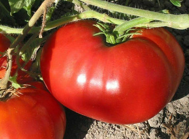 250 Beefsteak Tomato Seeds - Seed World