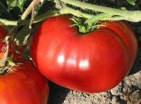 250 Beefsteak Tomato Seeds - Seed World