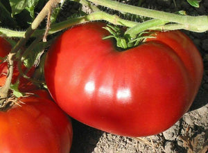250 Beefsteak Tomato Seeds - Seed World