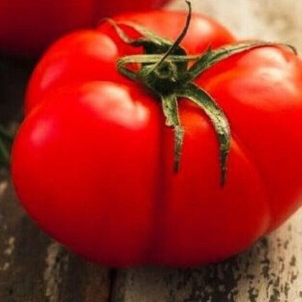 250 Beefsteak Tomato Seeds - Seed World