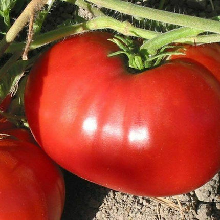 250 Beefsteak Tomato Seeds - Seed World