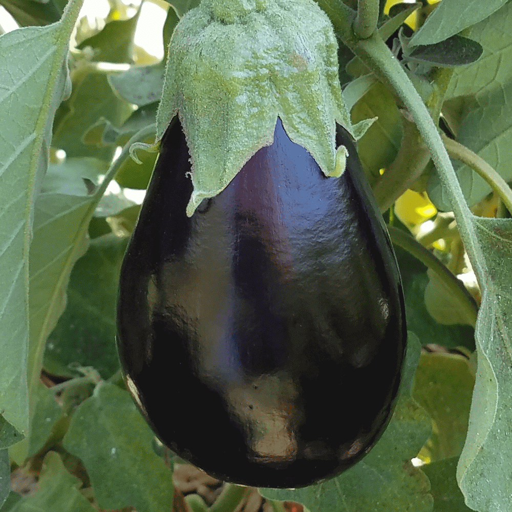 250 Black Beauty Eggplant Seeds | NON-GMO | Heirloom - Seed World
