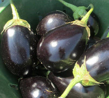 250 Black Beauty Eggplant Seeds | NON-GMO | Heirloom - Seed World