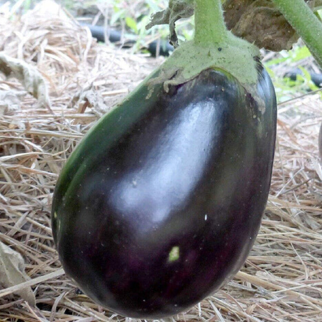 250 Black Beauty Eggplant Seeds | NON-GMO | Heirloom - Seed World