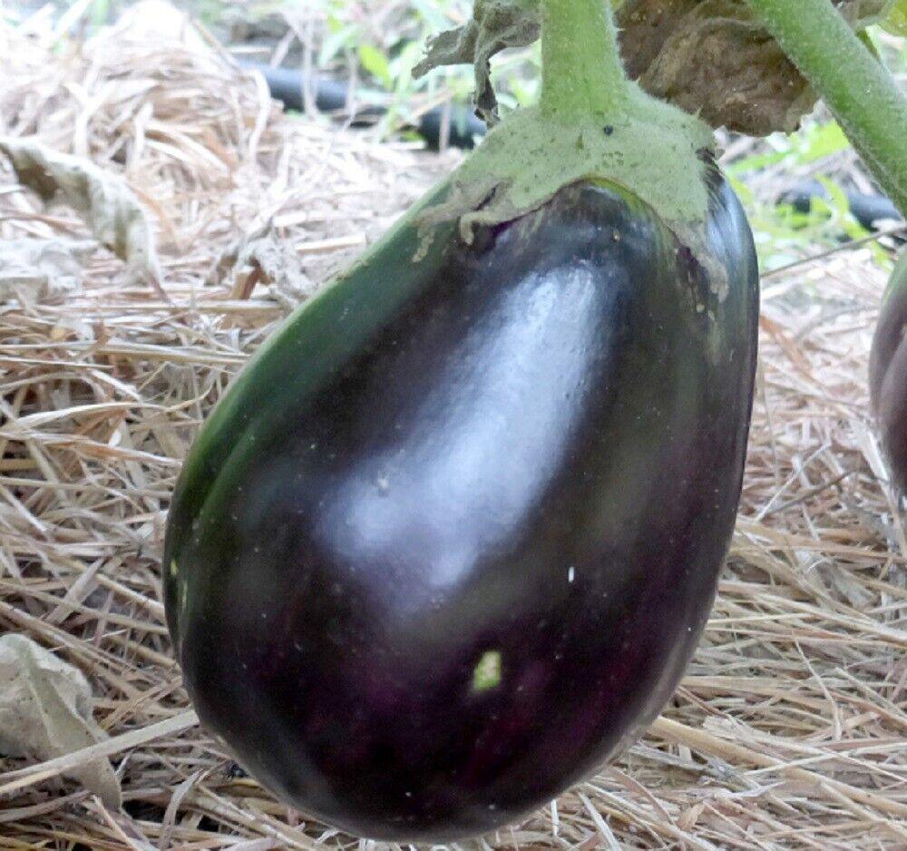 250 Black Beauty Eggplant Seeds | NON-GMO | Heirloom - Seed World