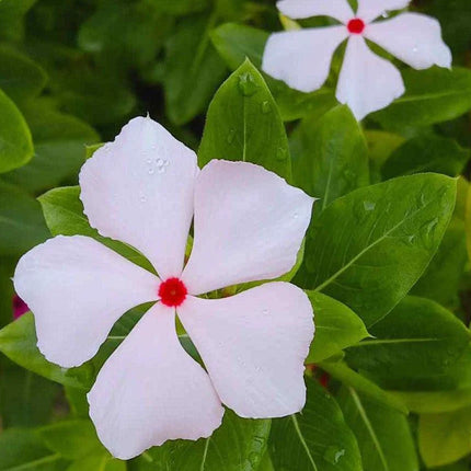 250 Bright Eyes - Periwinkle Seeds - Seed World