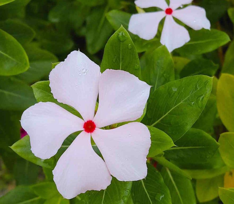 250 Bright Eyes - Periwinkle Seeds - Seed World
