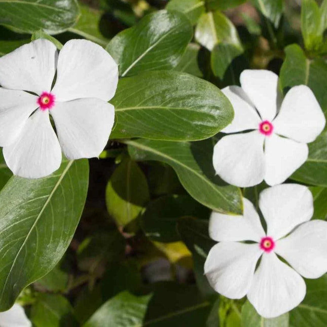 250 Bright Eyes - Periwinkle Seeds - Seed World