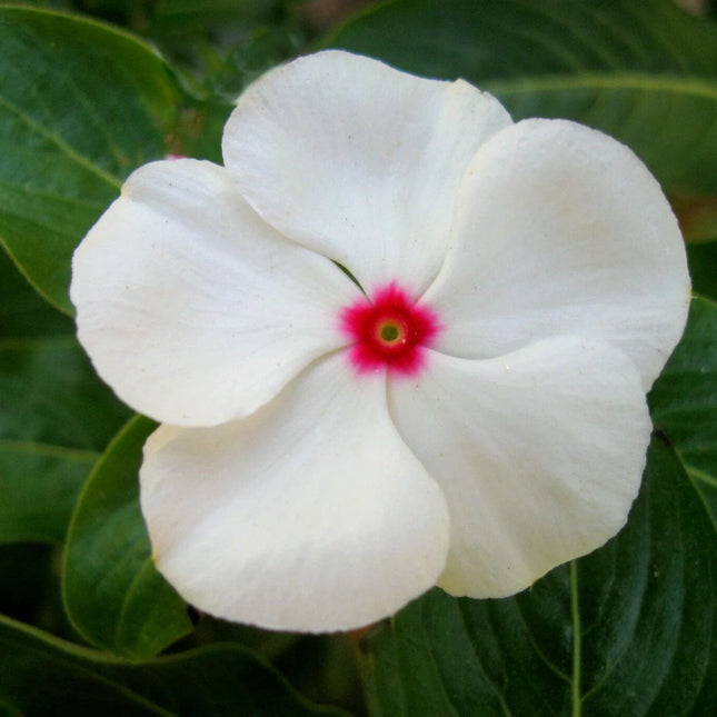 250 Bright Eyes - Periwinkle Seeds - Seed World