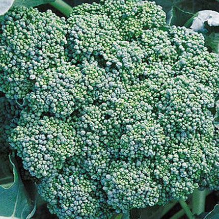 250 Calabrese Broccoli Seeds - Seed World