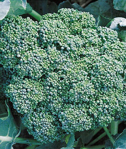 250 Calabrese Broccoli Seeds - Seed World