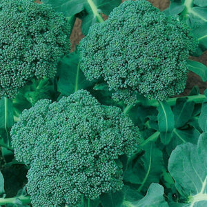 250 Calabrese Broccoli Seeds - Seed World