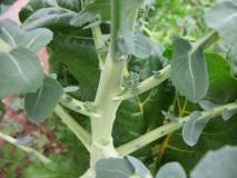 250 Calabrese Broccoli Seeds - Seed World
