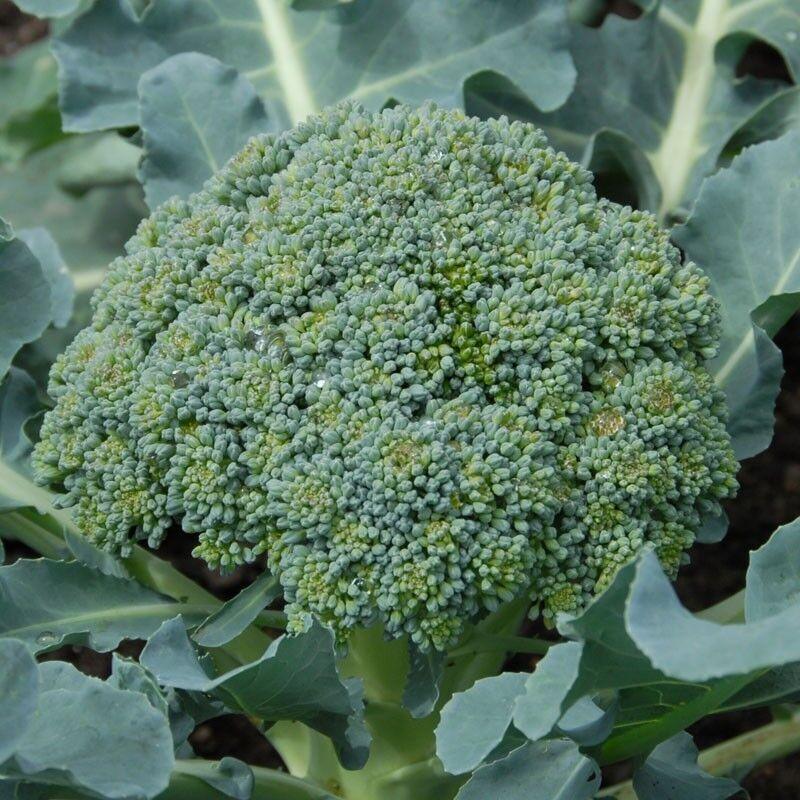 250 Calabrese Broccoli Seeds - Seed World