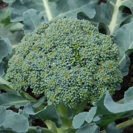250 Calabrese Broccoli Seeds - Seed World