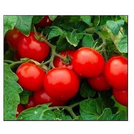 250 Cherry Tomato Seeds | NON-GMO - Seed World