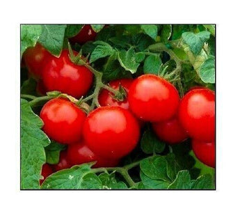 250 Cherry Tomato Seeds | NON-GMO - Seed World