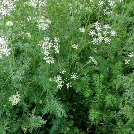 250 Cumin Seeds | Non-GMO | Herb Seeds - Seed World
