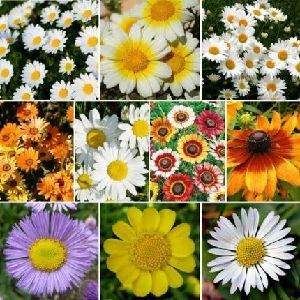 250 Daisy Wildflower Mix Seeds - Seed World