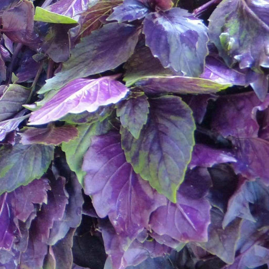 250 Dark Opal Purple Basil Seeds - Seed World