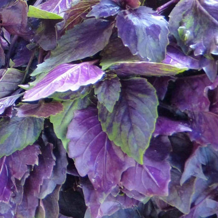 250 Dark Opal Purple Basil Seeds - Seed World
