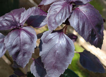 250 Dark Opal Purple Basil Seeds - Seed World